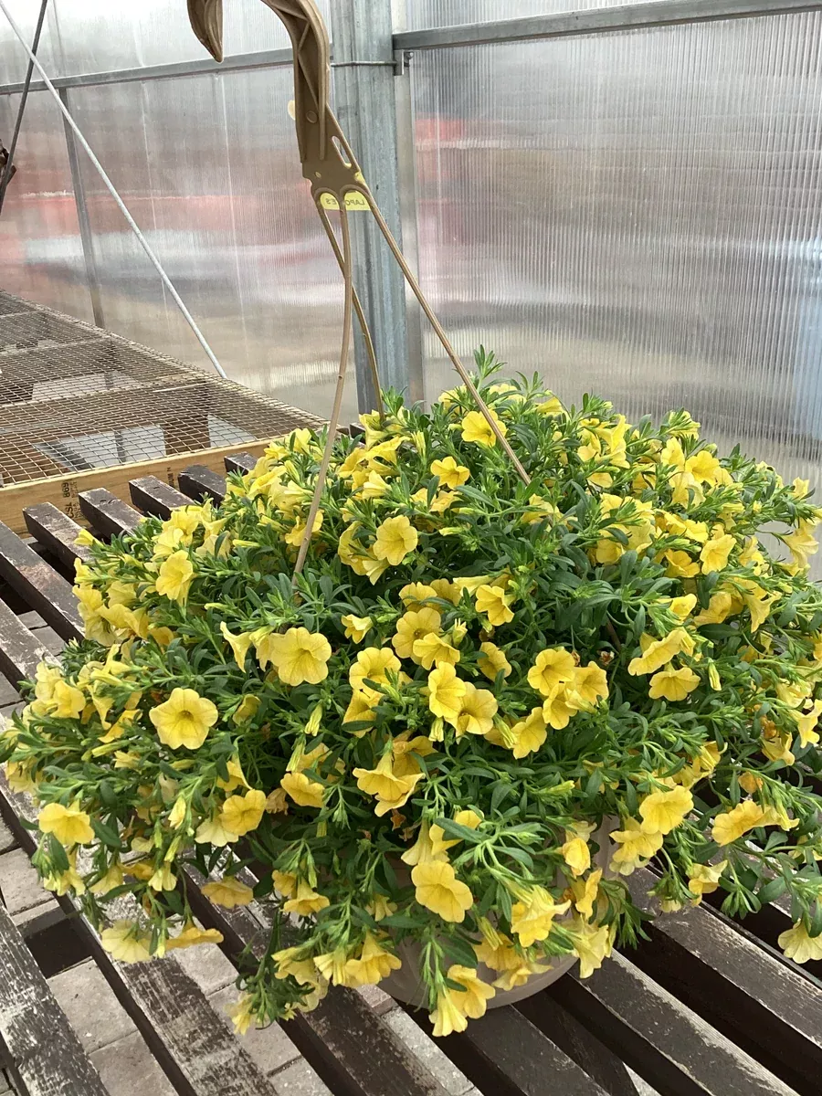 Proven Winners 11” Hanging Basket