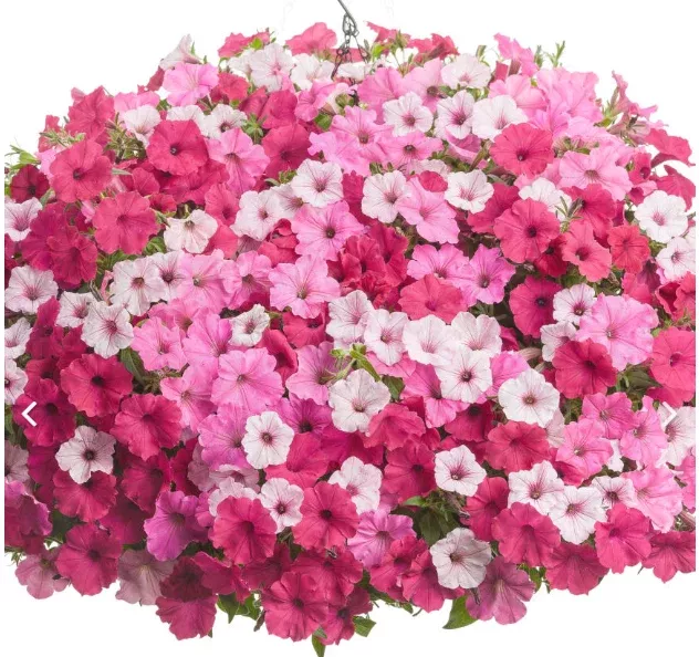 Proven Winners 12” Hanging Basket Combo Mix