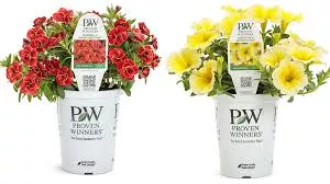 Proven Winners 4.25” Pot