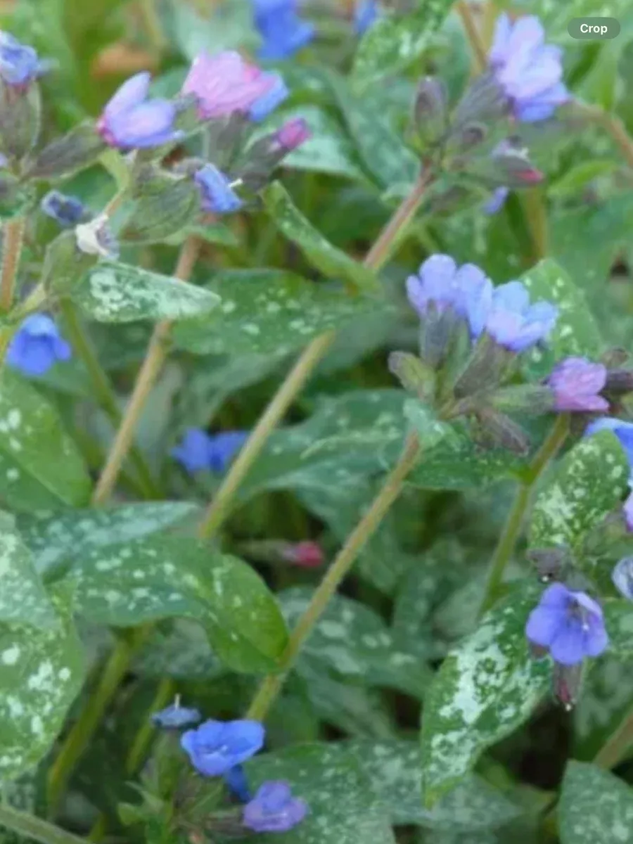 Pulmonaria Majeste