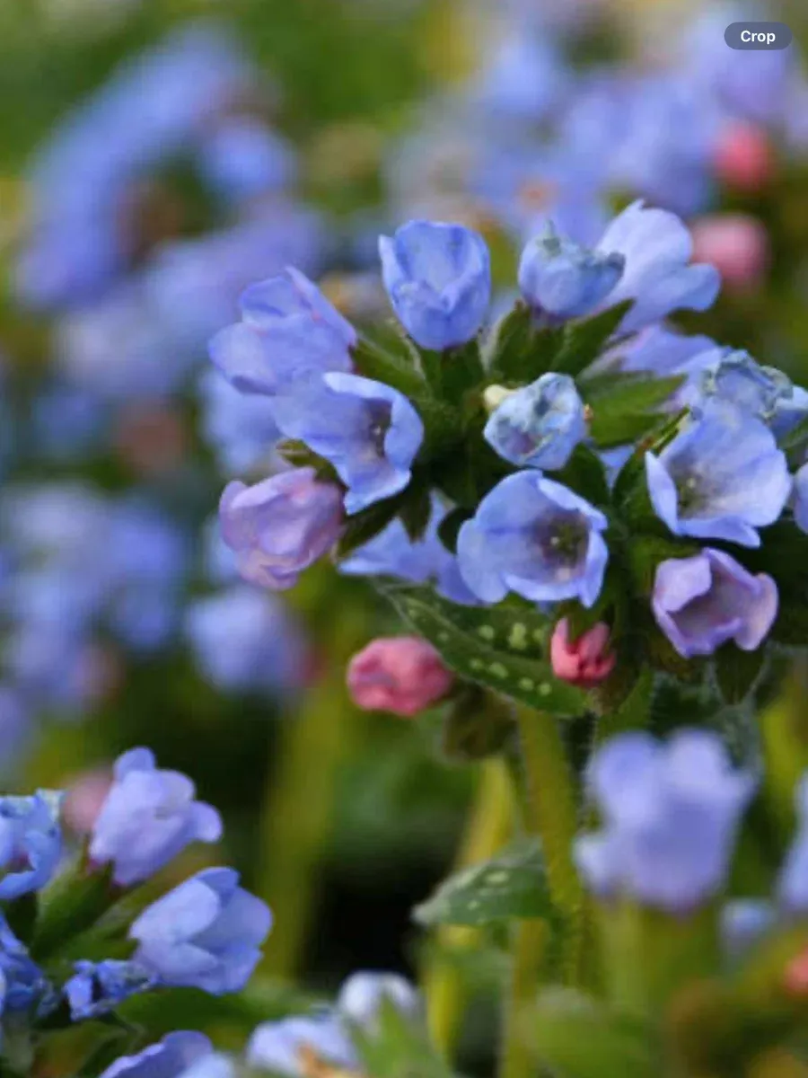 Pulmonaria Twinkle Toes