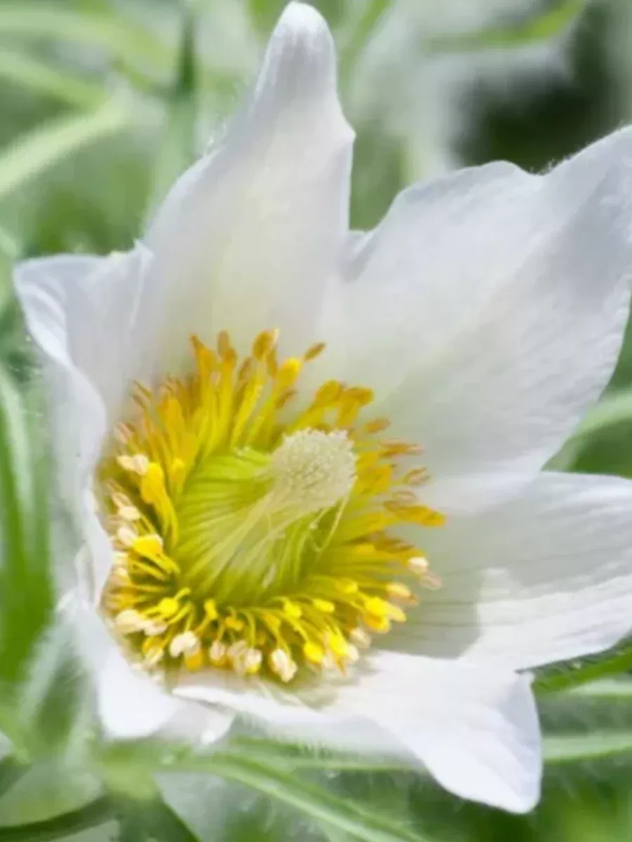 Pulsatilla Alba (White Bells)