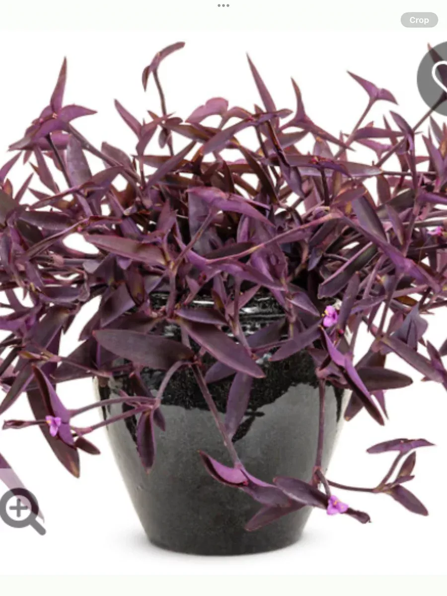 'Purple Queen' Purple SpiderwortTradescantia pallida
