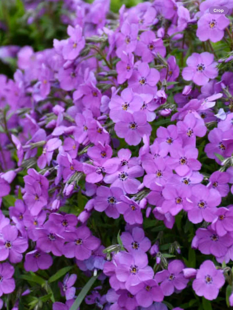 'Purple Sprite' Hybrid Spring PhloxPhlox hybrid