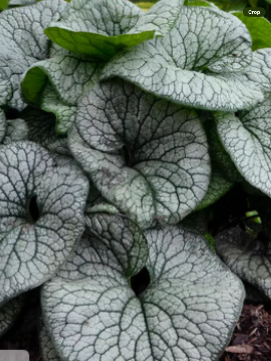 'Queen of Hearts' Heartleaf BrunneraBrunnera macrophylla