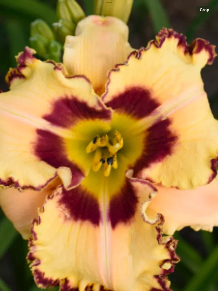 Rainbow Rhythm 'King of the Ages' DaylilyHemerocallis hybrid