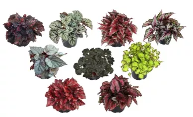 Rex Begonia