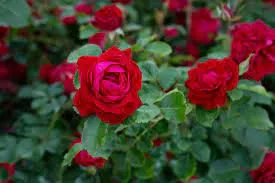 Rose 'Canadian Shield 49th Parallel' 3Gal