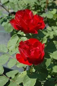 Rose 'Emily Carr Canadian Artists 3Gal