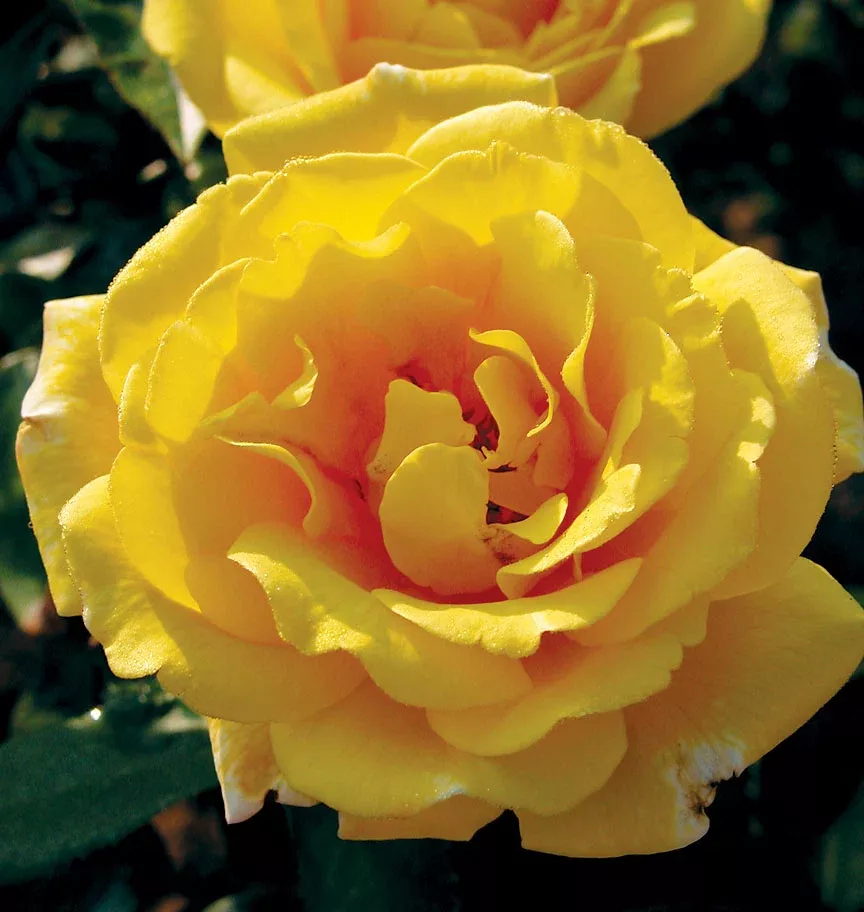 Rose 'Golden Showers' 3Gal Climb (Yellow)