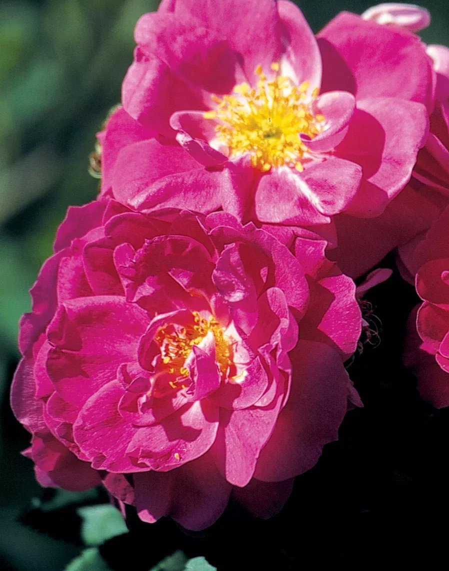 Rose 'John Cabot' 3Gal Explorer Red