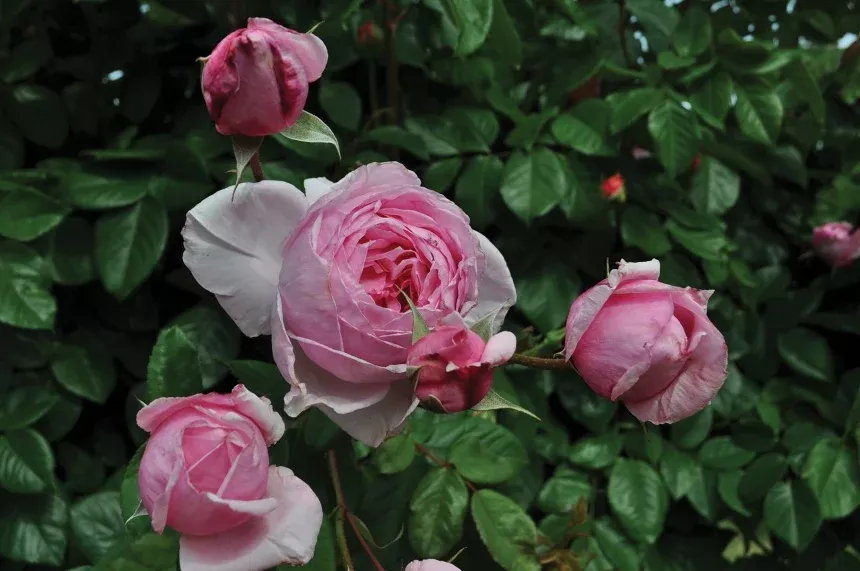 Rose 'Kiss Me Kate' 3Gal Climb (Pink)
