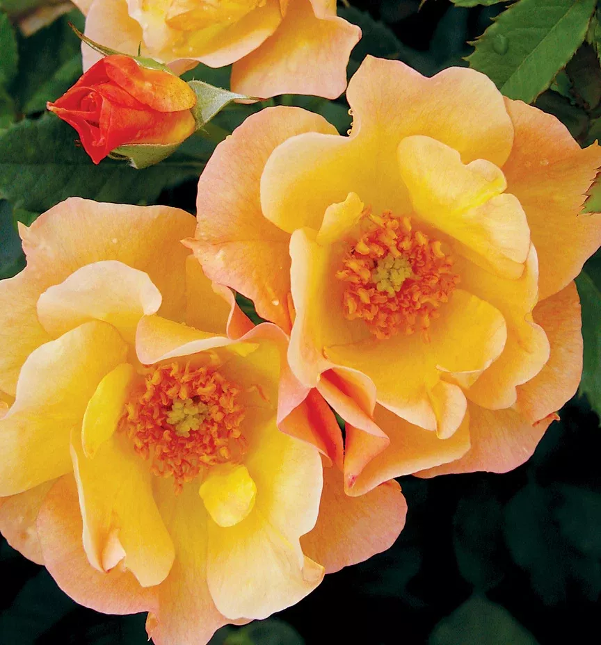 Rose 'Morden Sunrise Shrub' - 3gal
