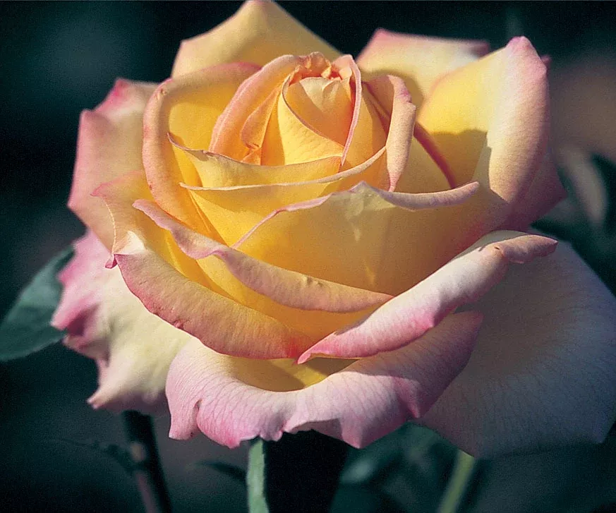 Rose 'Peace (Brilliant Yellow)' 3Gal HT Yell-Pink