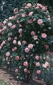 Rose 'Queen Elizabeth Grandiflora' - 3Gal