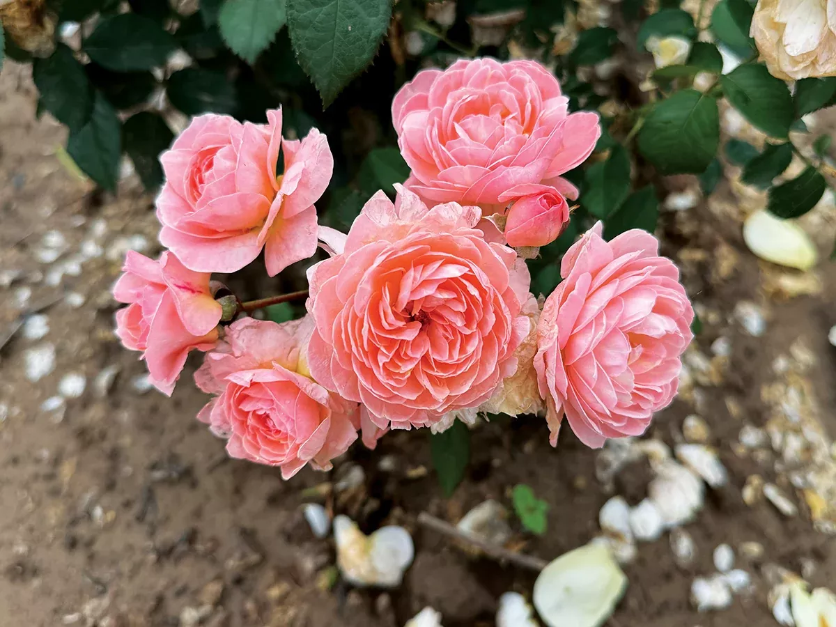 Rose 'Reflecting Glory' 3Gal SH Apricot