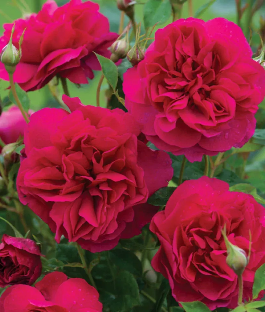 Rose 'Thomas A Becket' 3Gal Austin Crimson Red