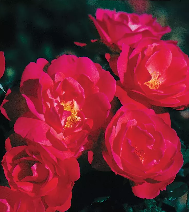 Rose 'Winnipeg Parks' 3Gal Shrub Red
