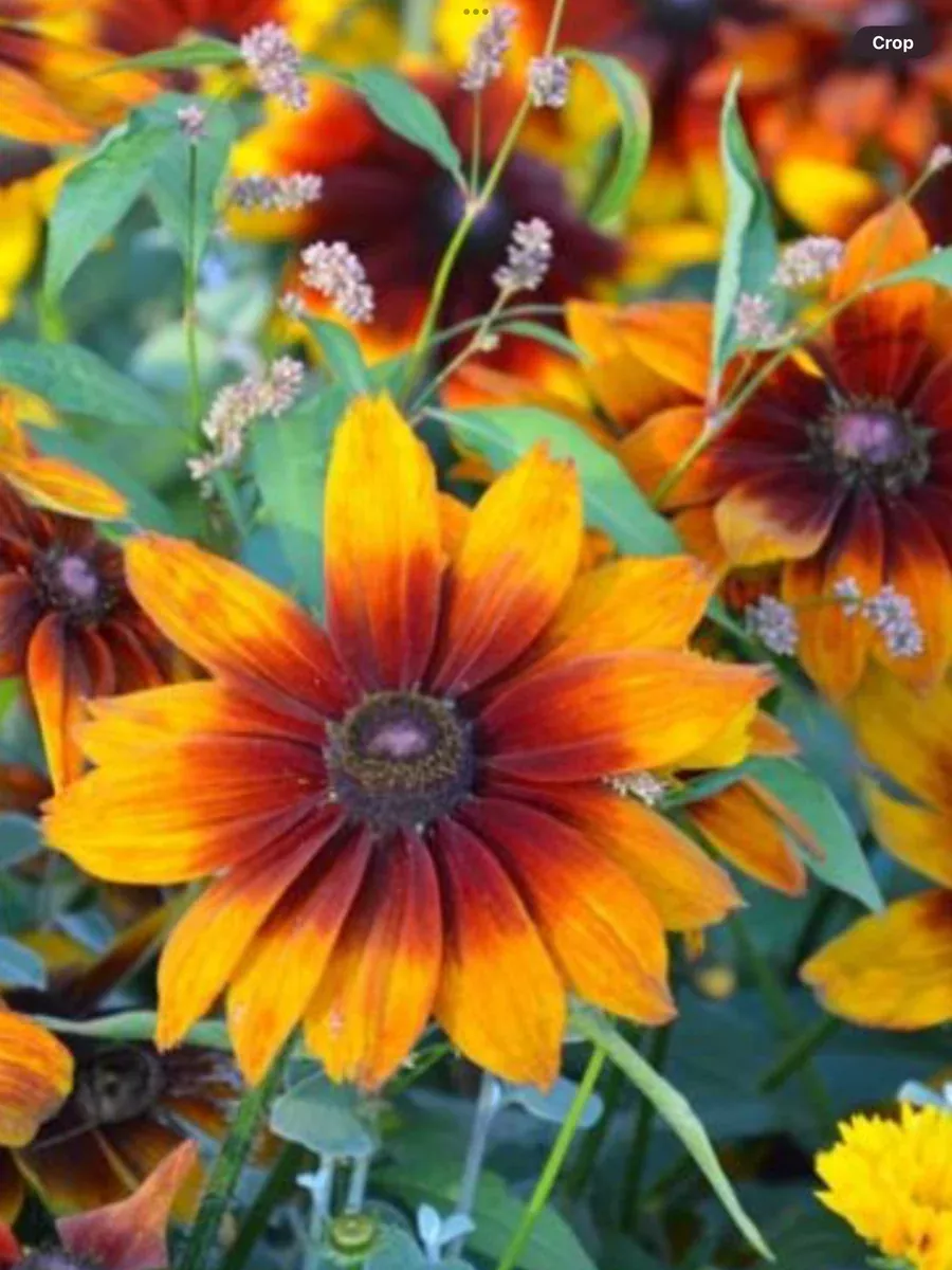 Rubeckia hirta Autumn Colours