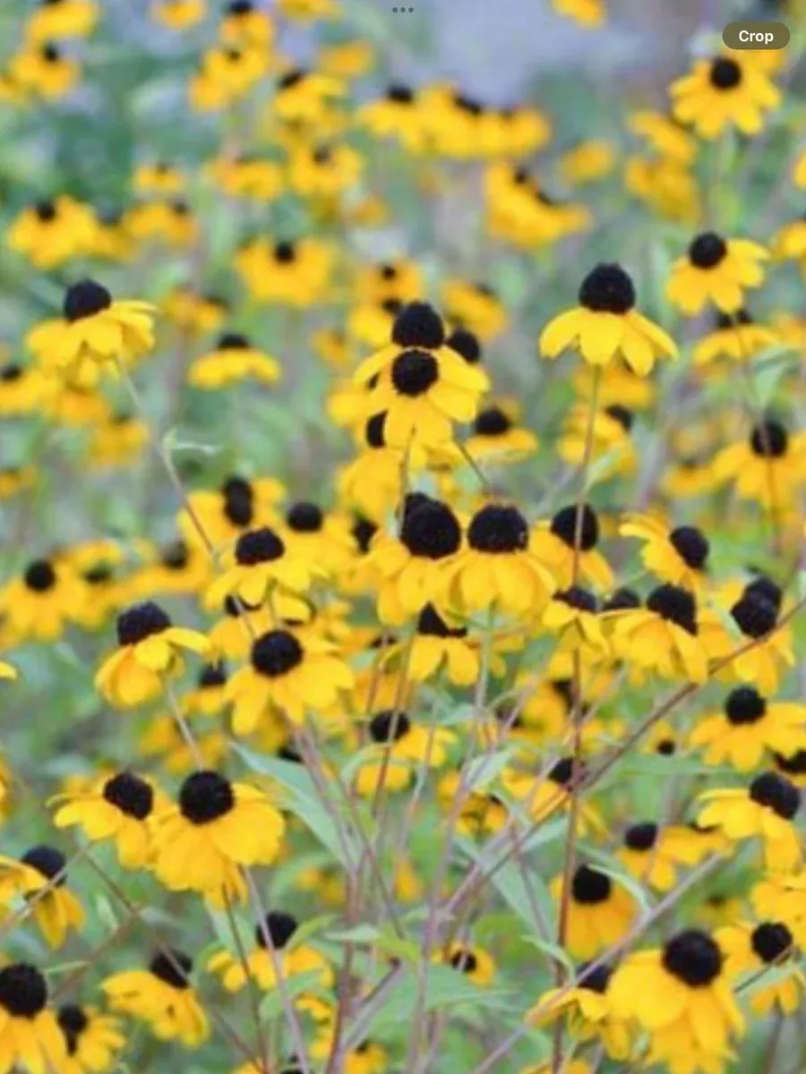 Rubeckia triloba