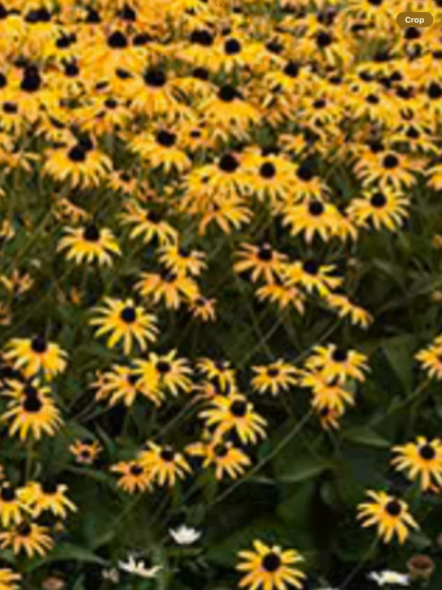 Rudbeckia Fulgida Goldblitz