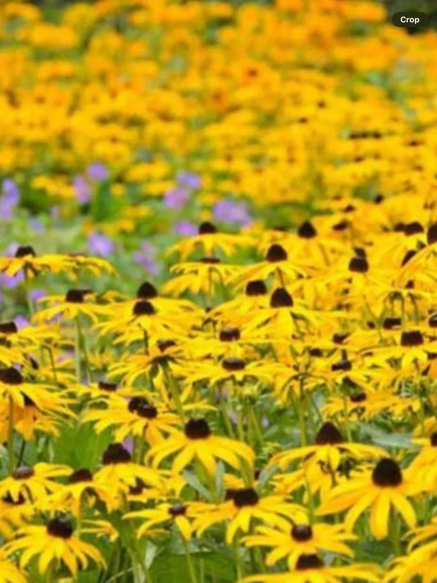 Rudbeckia fulgida Goldsturm