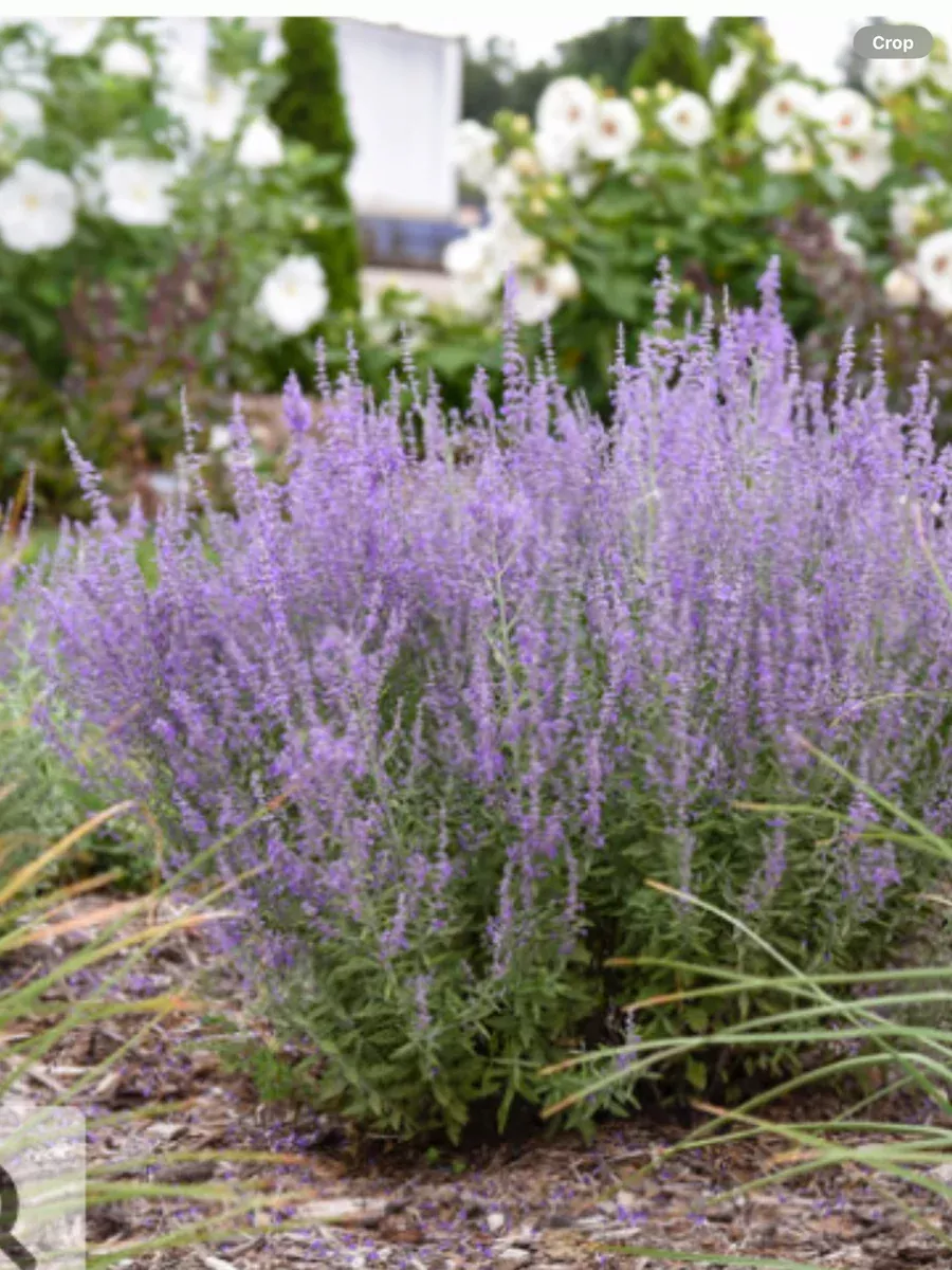 'Sage Advice' Russian SagePerovskia atriplicifolia