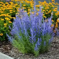 Sage 'Russian'