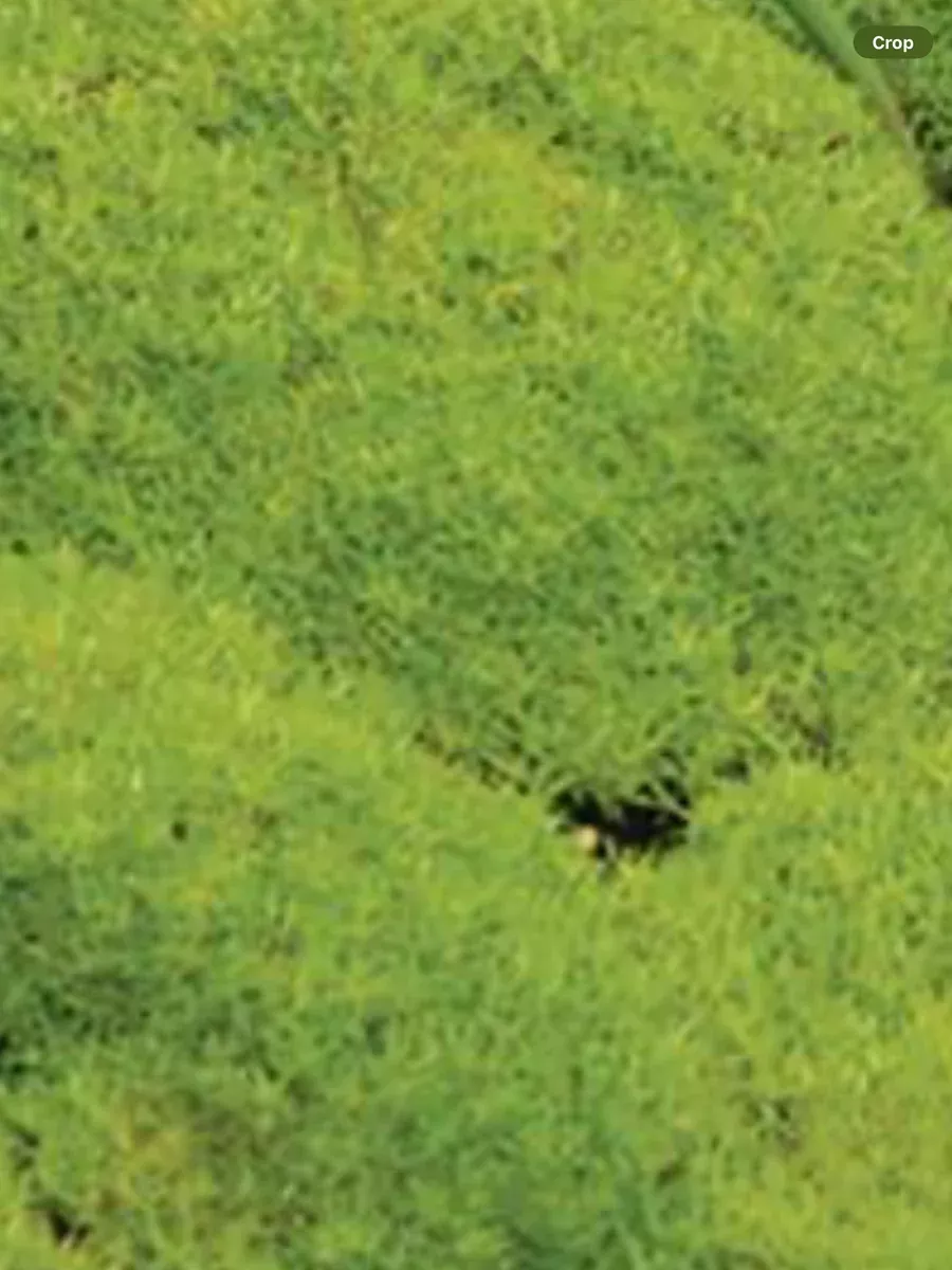 Sagina Aurea Scotch