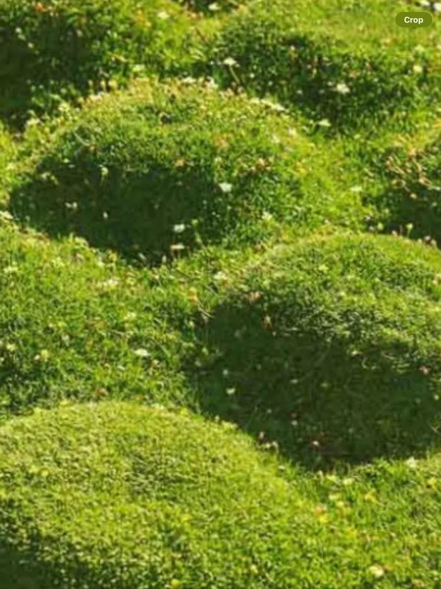 Sagina Green Irish