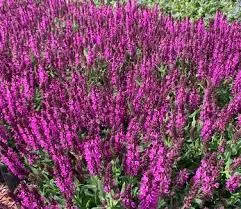 Salvia Nemerosa Bumbleberry