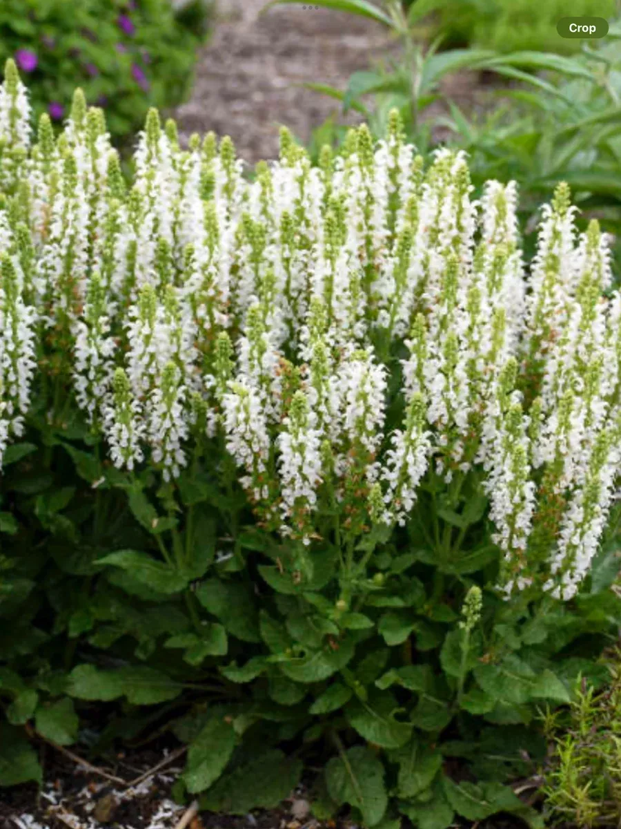 Salvia nemerosa Bumblesnow