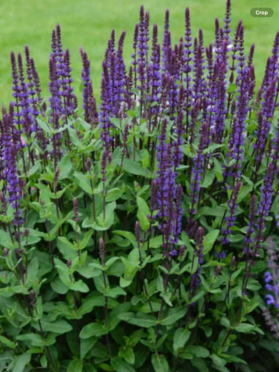 Salvia nemerosa Caradonna