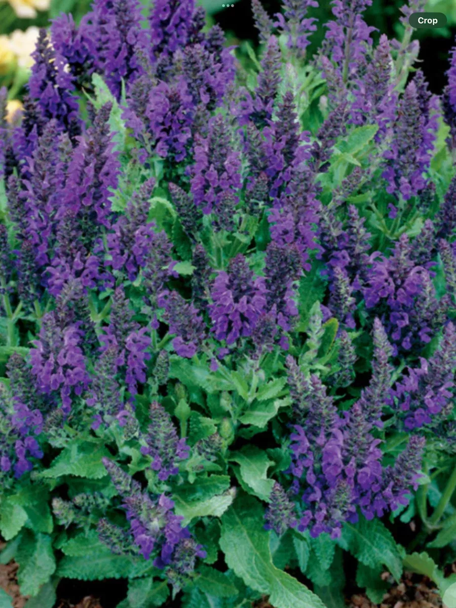 Salvia nemerosa Marcus