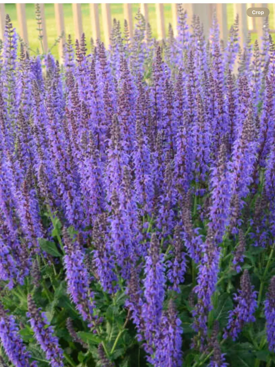 Salvia nemerosa May Night