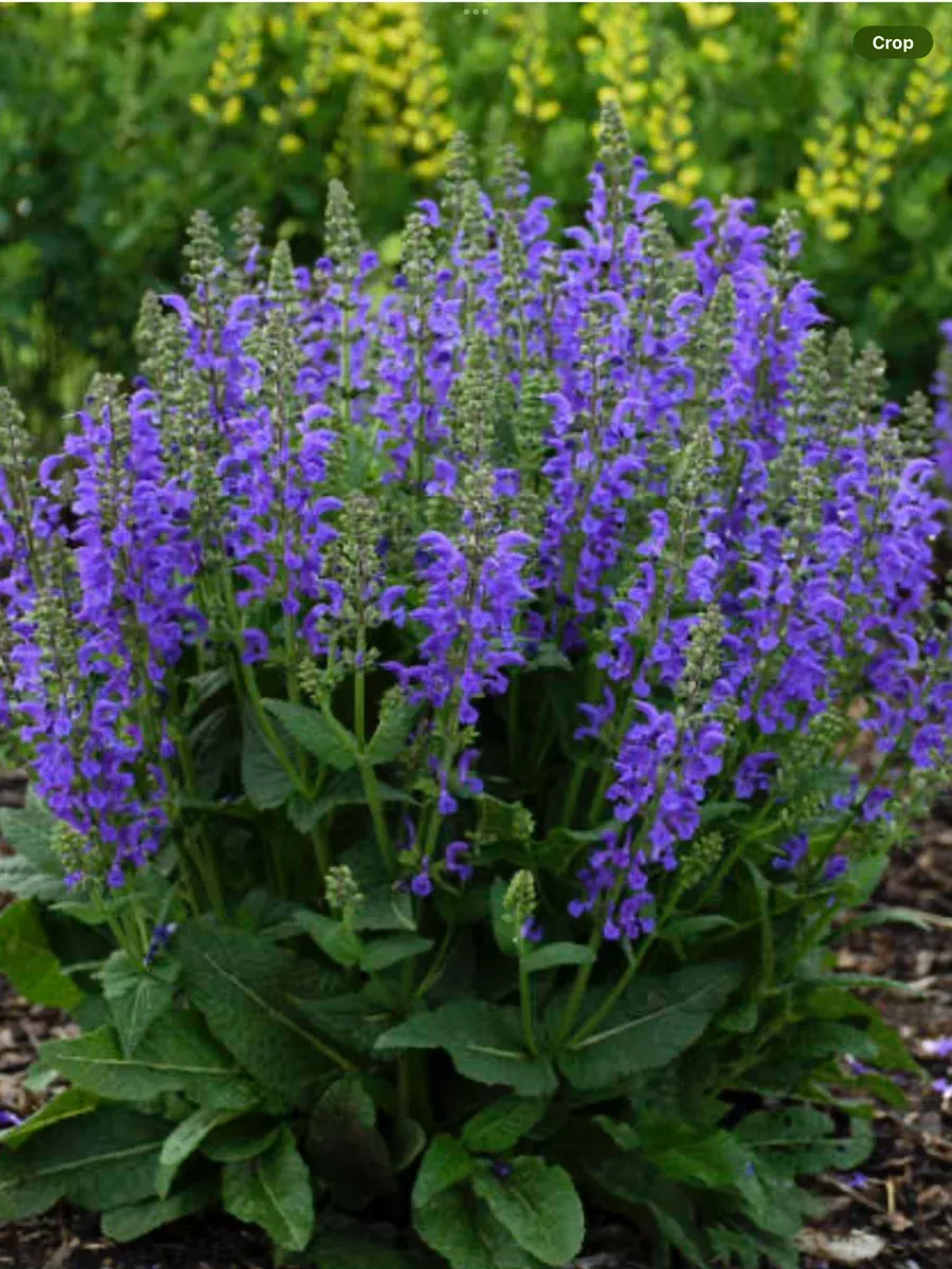 Salvia pratensis Midnight Model