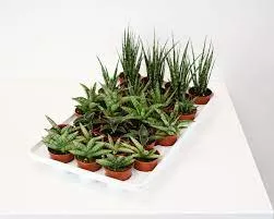 Sanseveria 'Premium’ Assorted Bambino