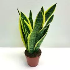 Sansevieria trifasciata ‘Laurentii’