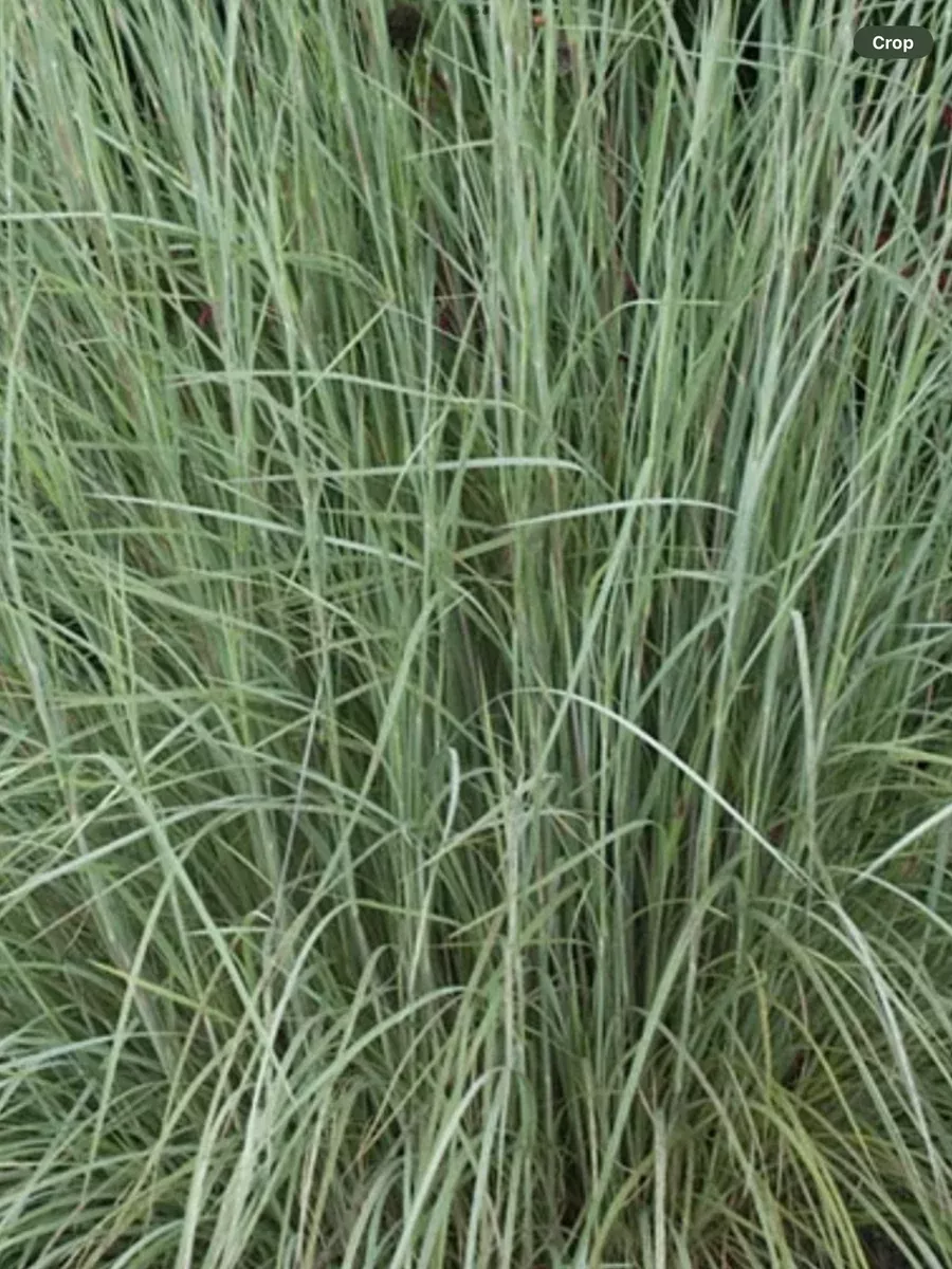 Schizachyrium Prairie Blue
