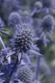 Sea Holly 'Blue Glitter'
