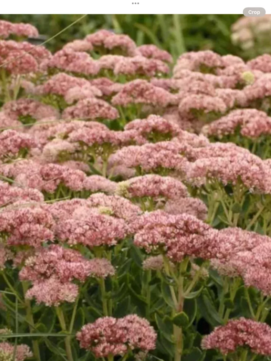 Sedum spectabile Autumn Fire