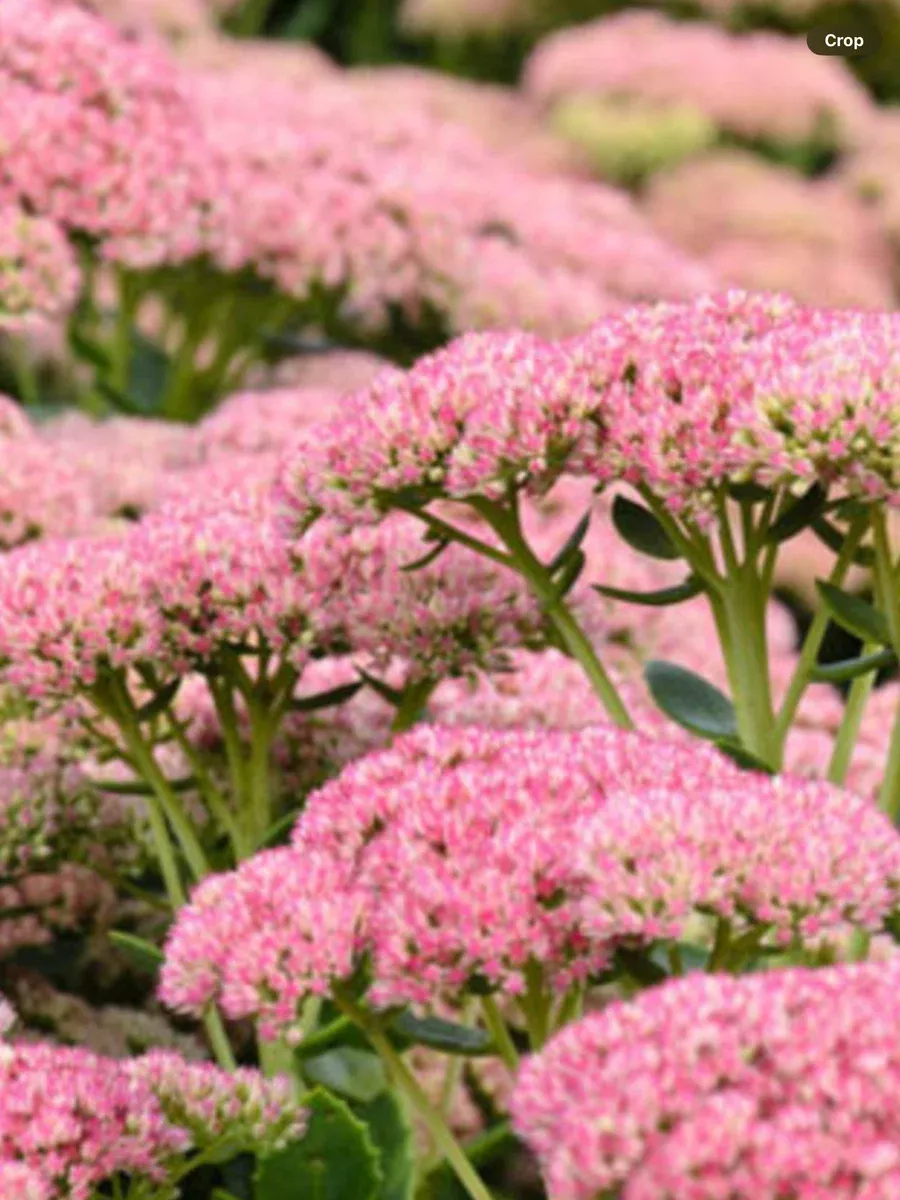 Sedum spectabile Autumn Joy