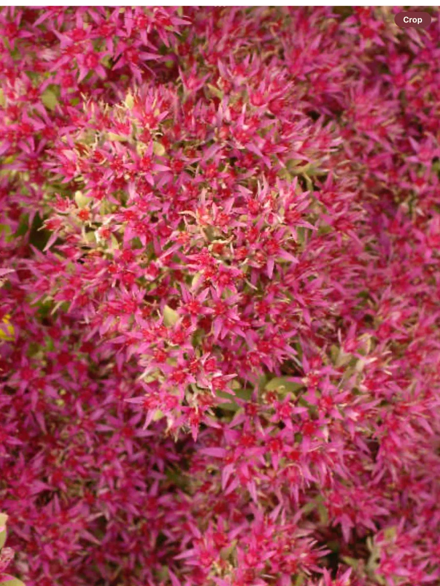 Sedum Spectabile Hot Stuff