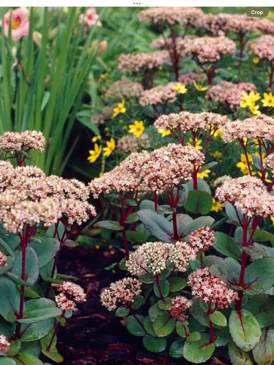 Sedum spectabile Matrona