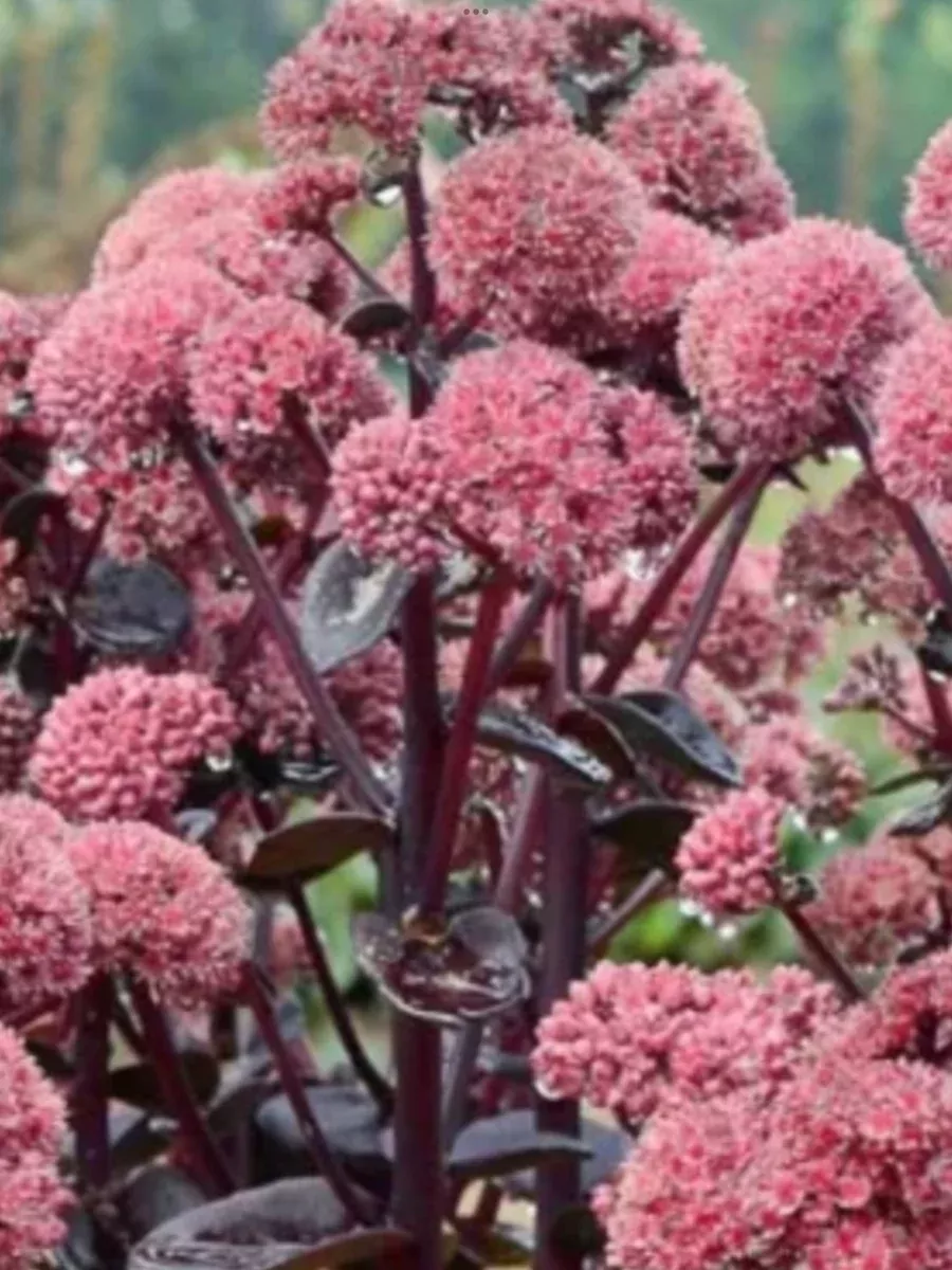 Sedum Spectabile Night Embers