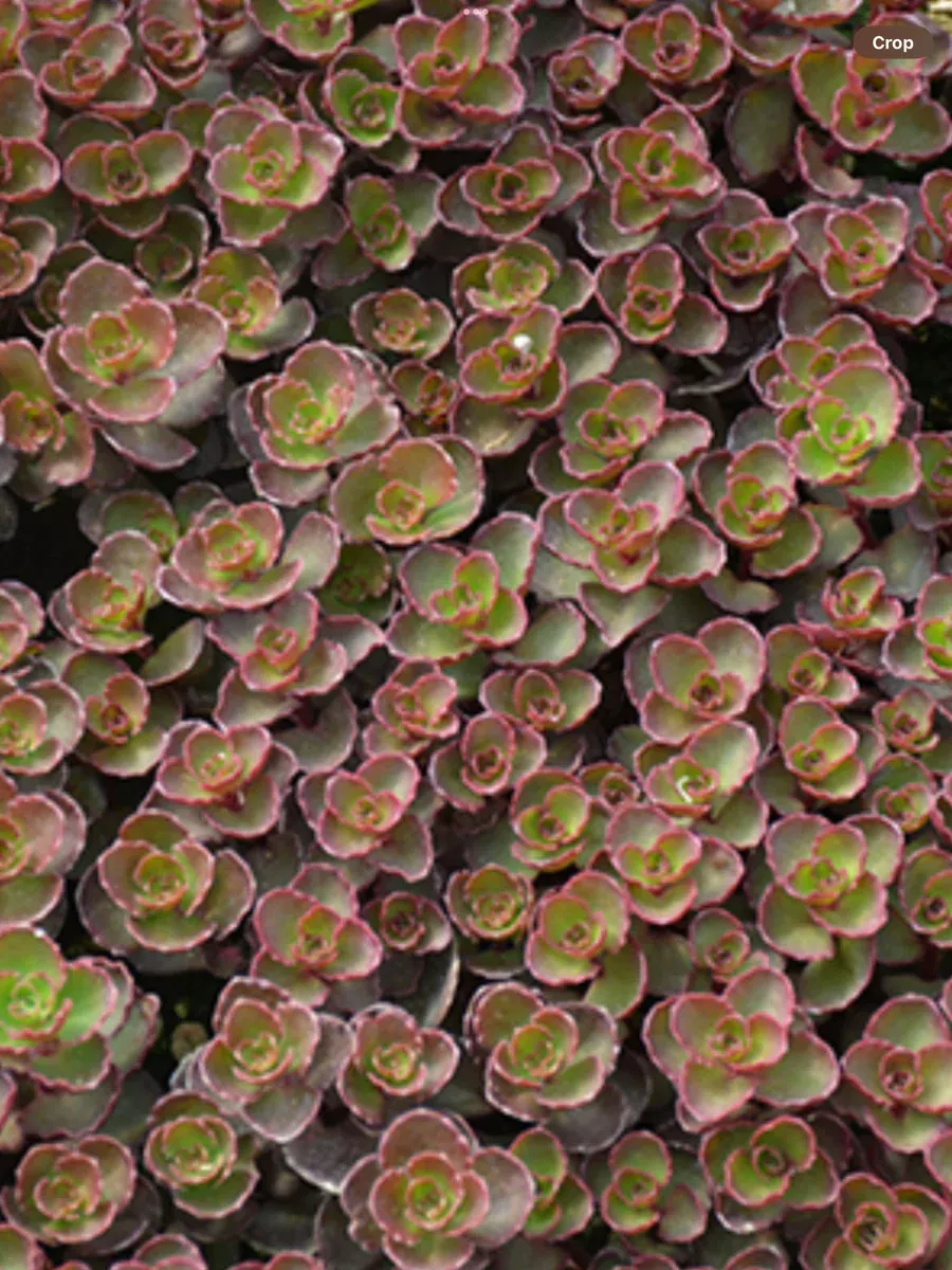 Sedum Spurium ‘Bronze Carpet’