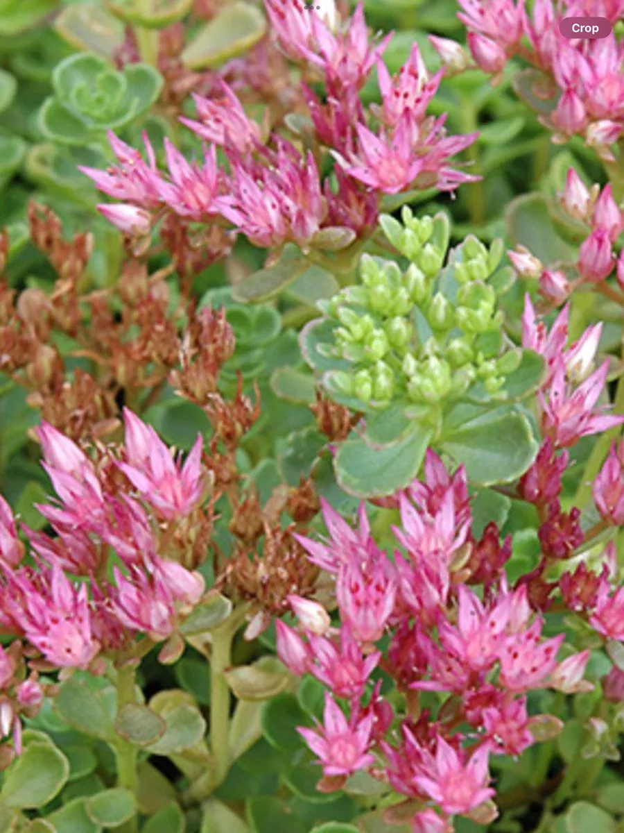 Sedum Spurium ‘John Creech’