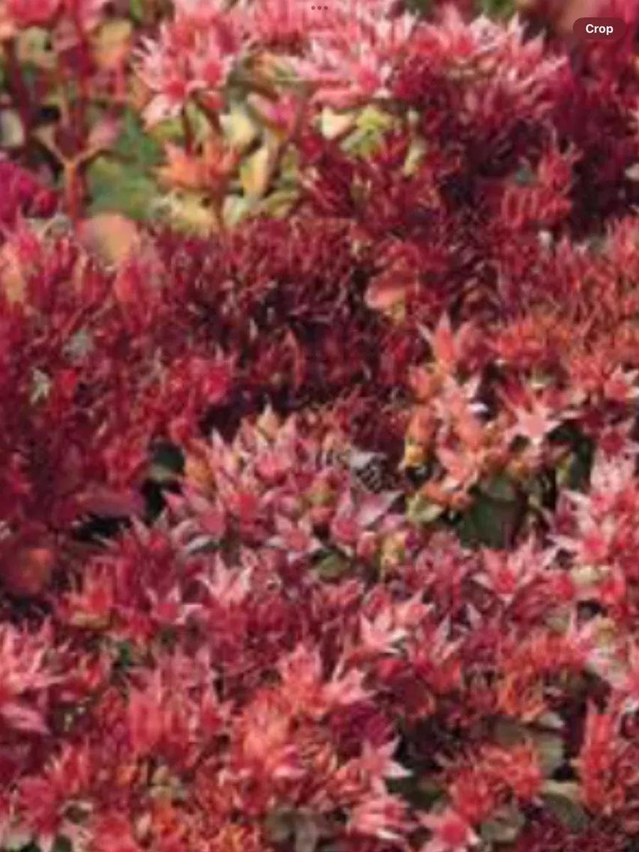 Sedum Spurium ‘Red Carpet’