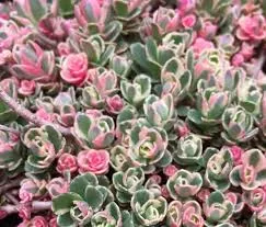 Sedum Spurium 'Tri Colour' (Variegatum)