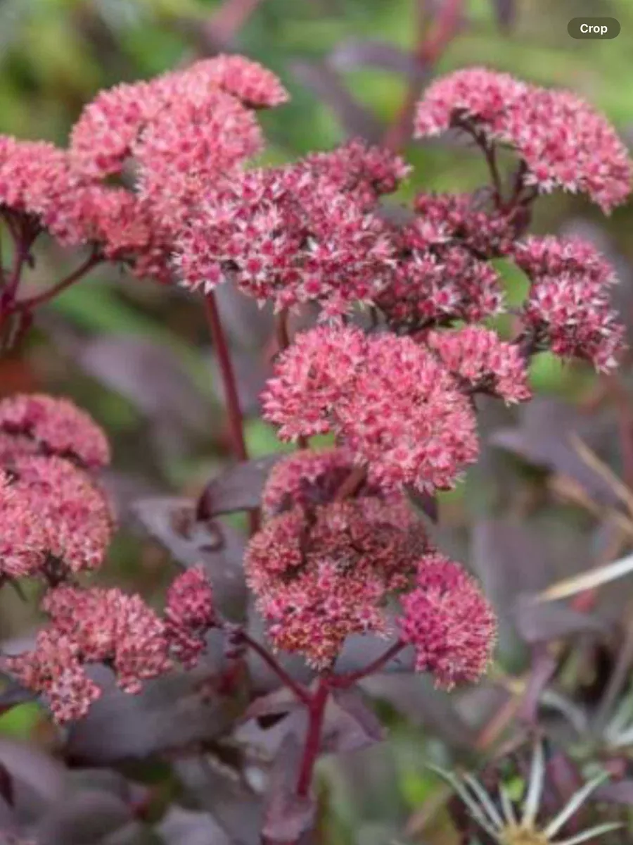 Sedum Stonecrop Bertram Anderson